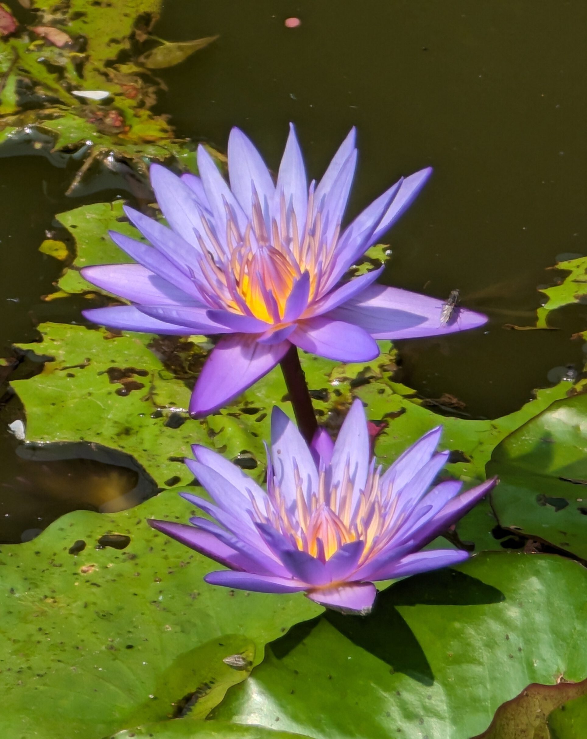 Eine Blume auf einem See